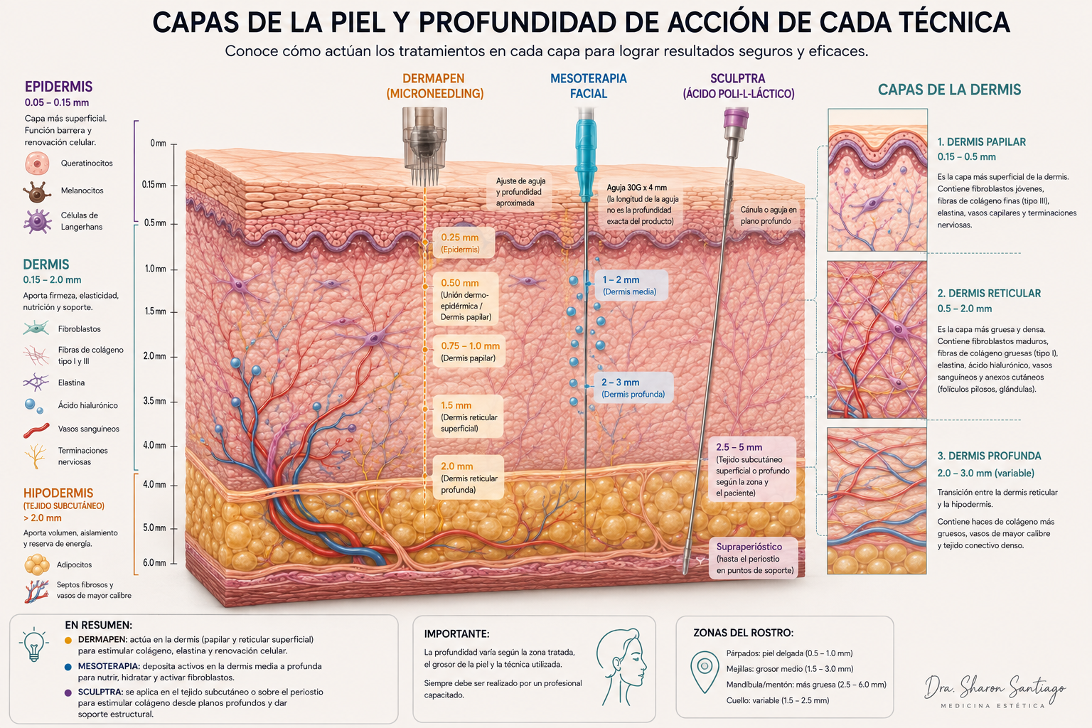 Capas histológicas de la piel — evidencia de neocolagénesis con Sculptra
